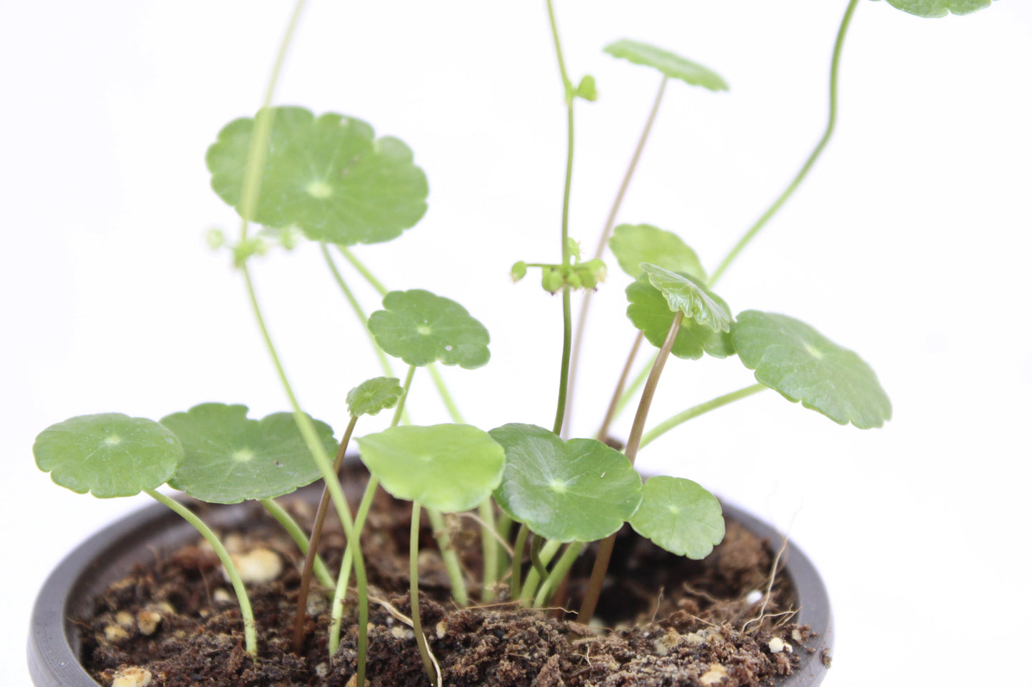 Marsh Pennywort (Hydrocotyle vulgaris)