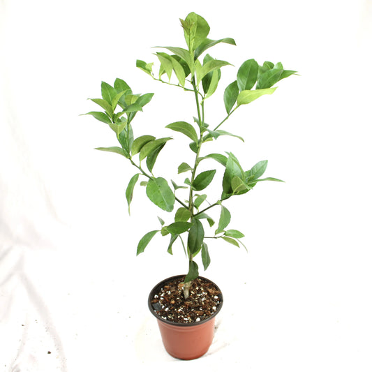 Meyer Lemon, Citrus x Meyeri