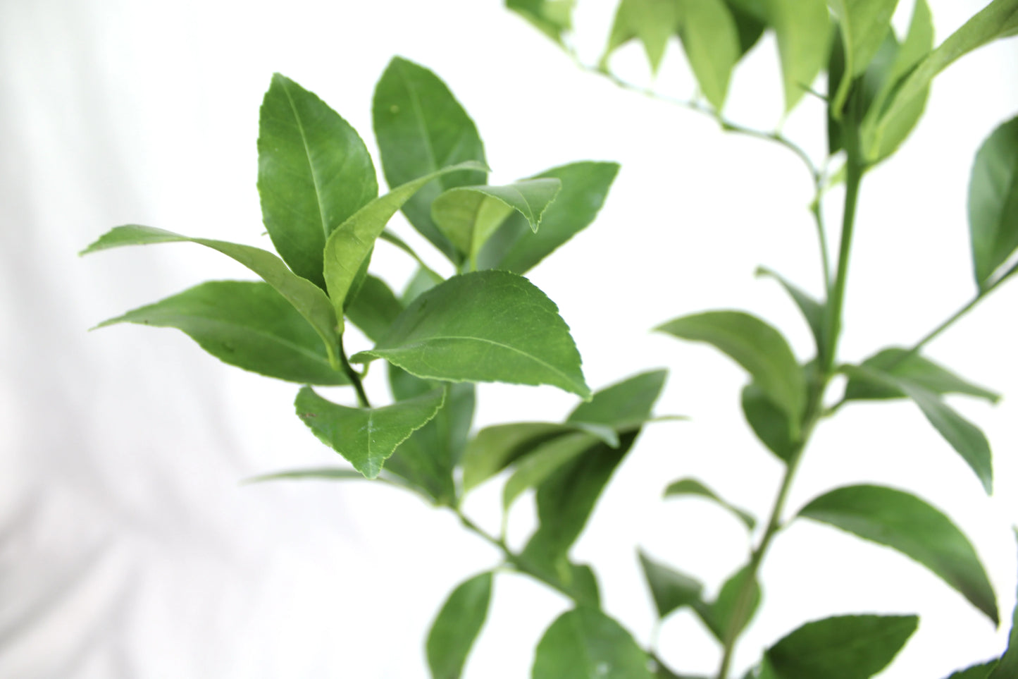Meyer Lemon, Citrus x Meyeri
