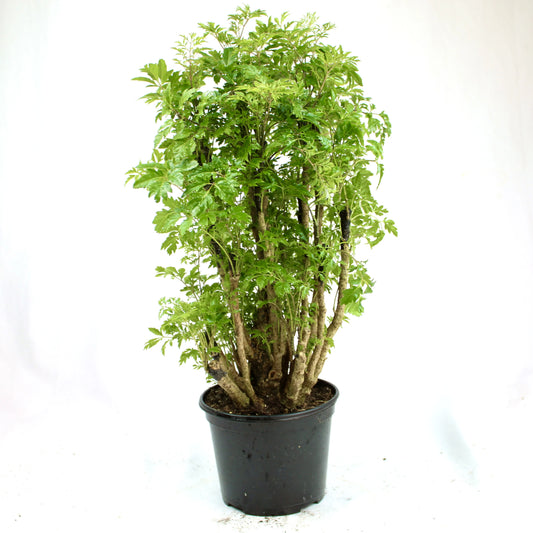 Ming Aralia, Polyscias fruticosa