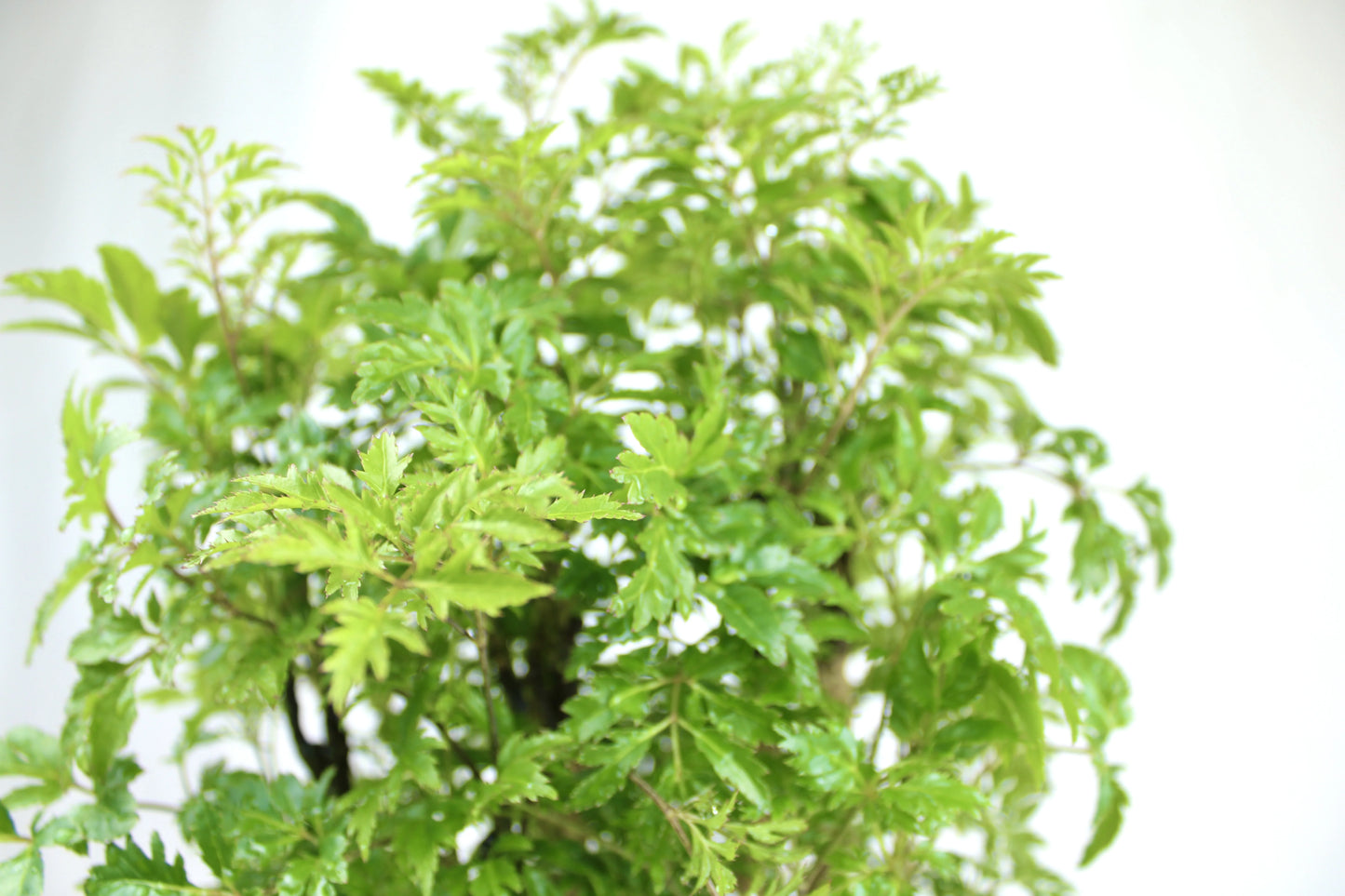 Ming Aralia, Polyscias fruticosa