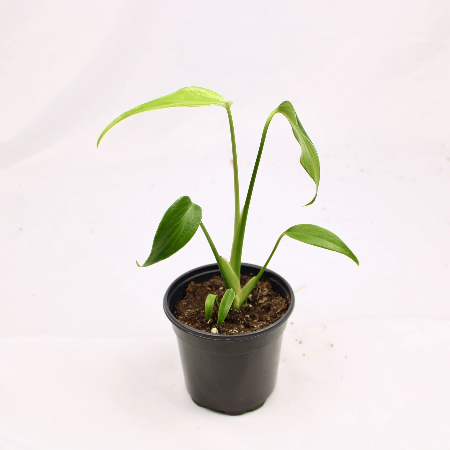 Monstera Burle Marx Flame