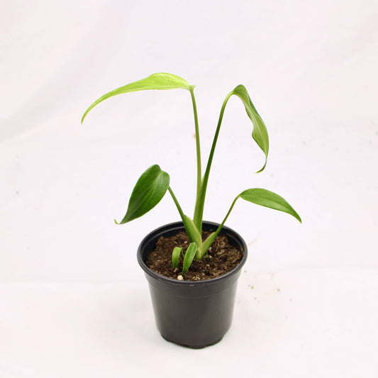 Monstera Burle Marx Flame