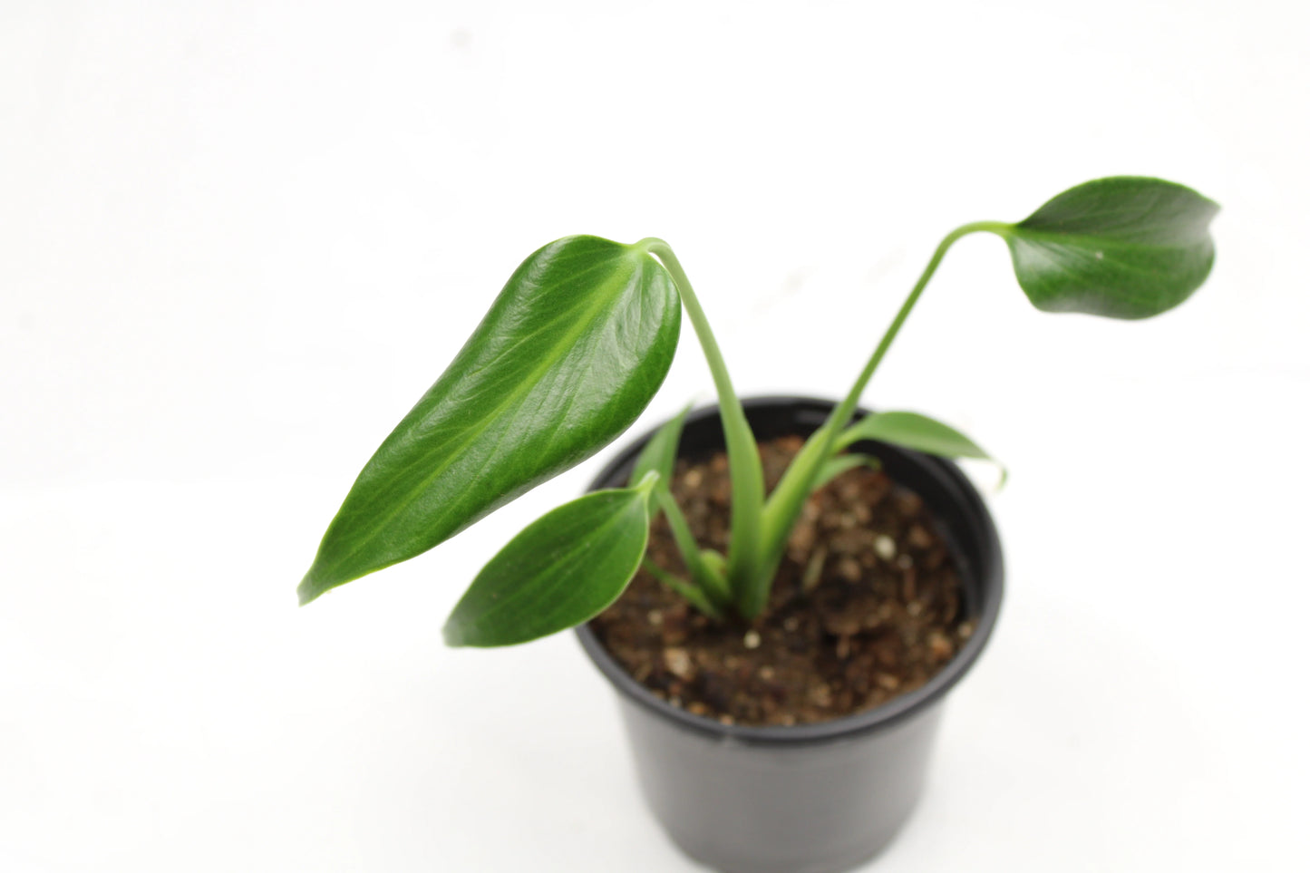 Monstera Burle Marx Flame