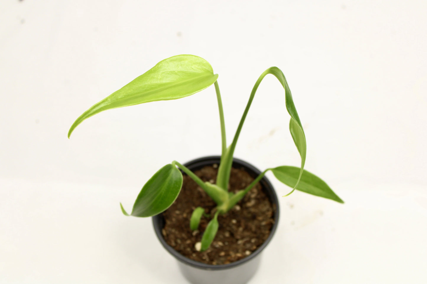 Monstera Burle Marx Flame