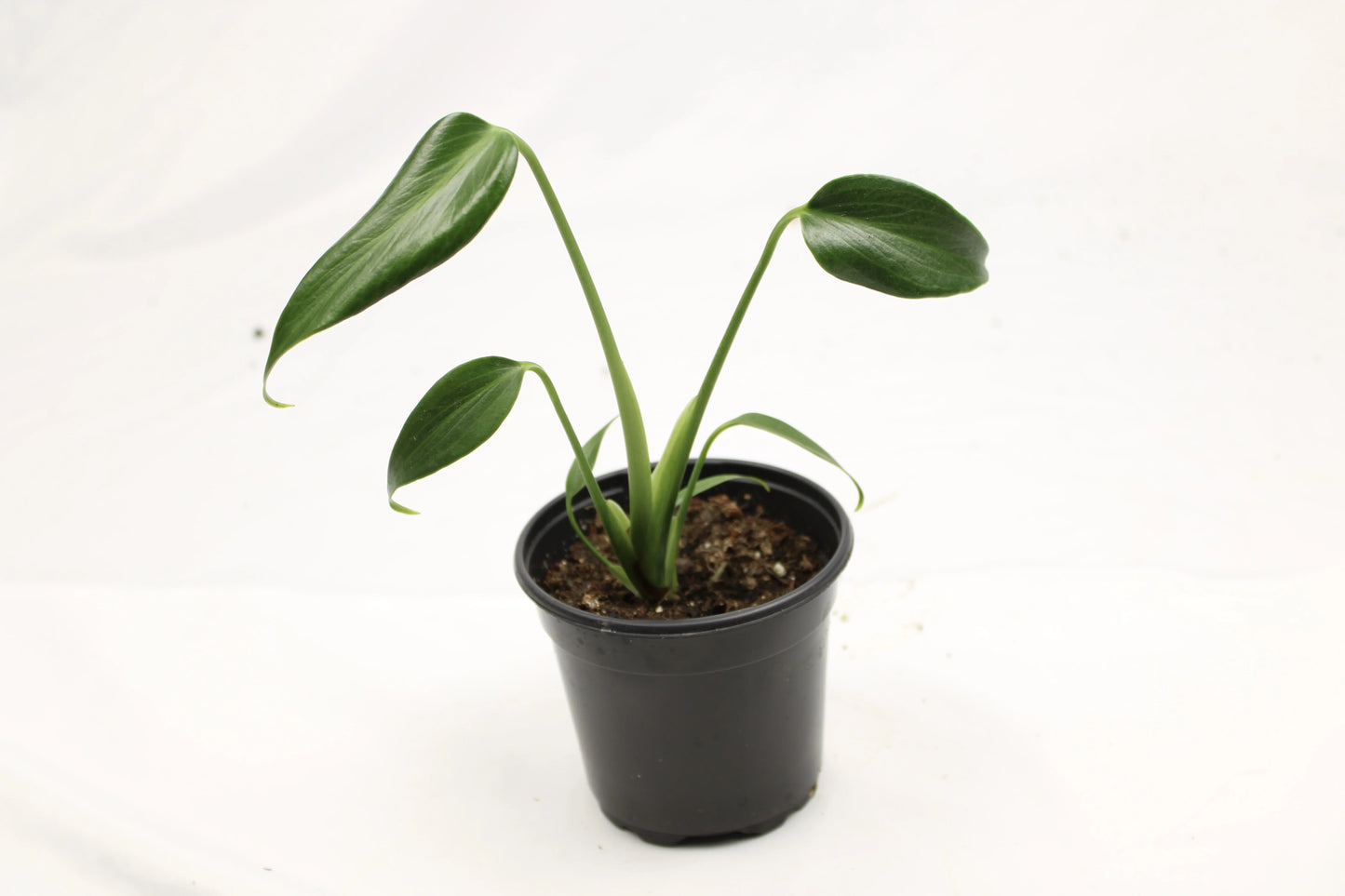 Monstera Burle Marx Flame