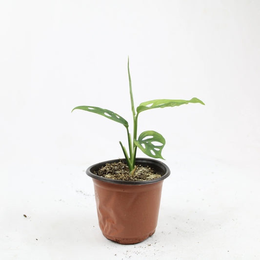 Monstera Adansonii plant in nursery pot with distinctive Swiss-cheese style holes in the leaves