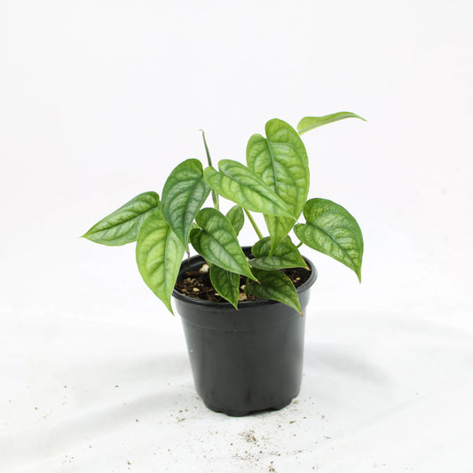 Monstera Siltepecana plant with silver-patterned leaves and dark green veins in a black pot, ideal for indoor growing, climbing, or trailing in home décor.
