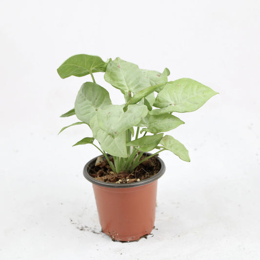 Nephthytis Milk Confetti, Syngonium Podophyllum 'Milk Confetti'