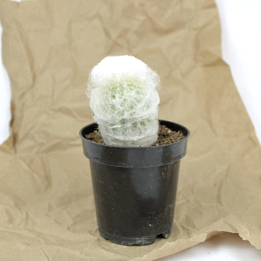 Epostoa Nana dwarf old man cactus with thick white hair-like trichomes in a pot, desert cactus for indoor display