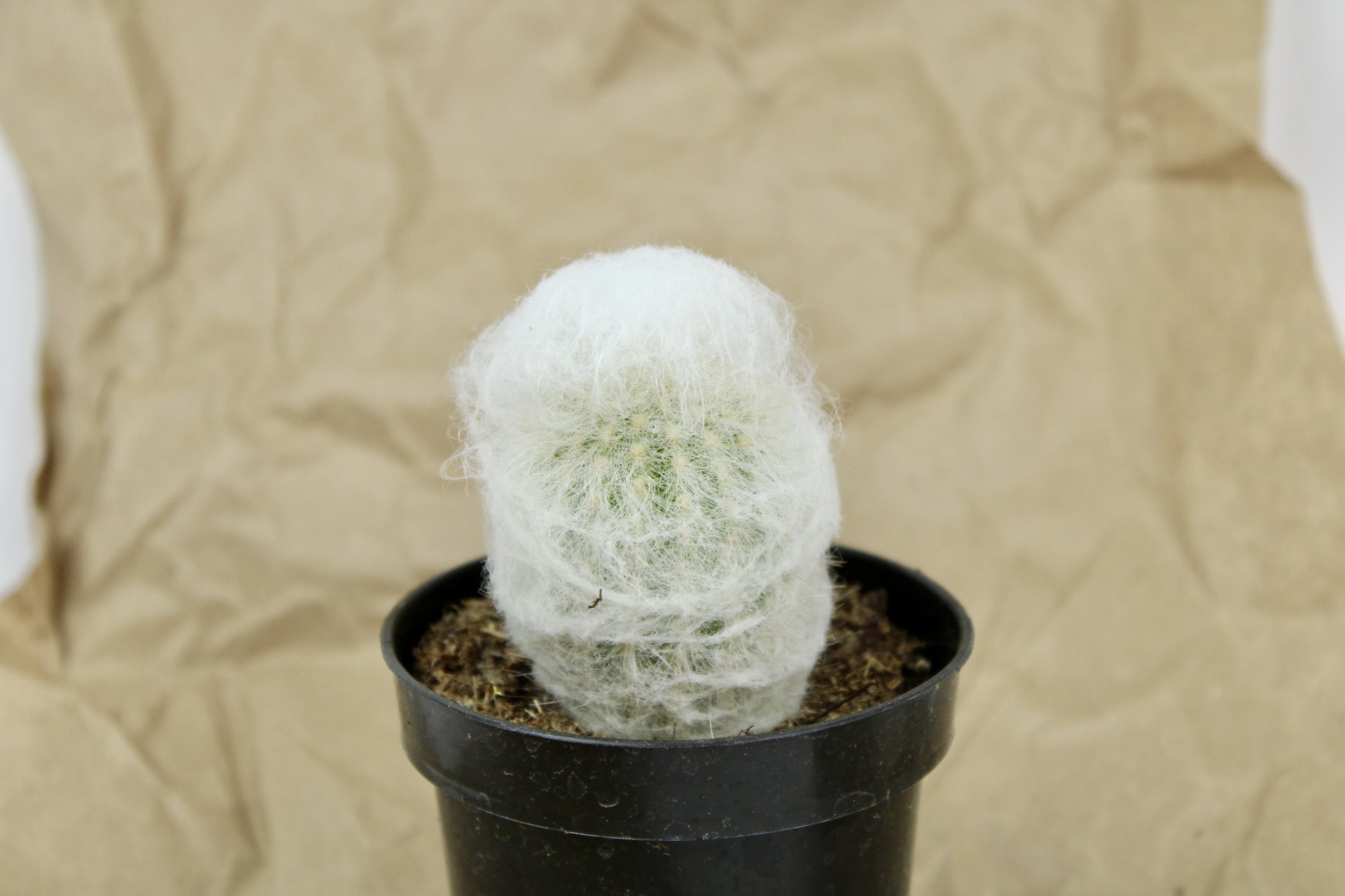 Close-up of Epostoa Nana cactus showing dense woolly white covering and cylindrical shape, hardy ornamental desert plant