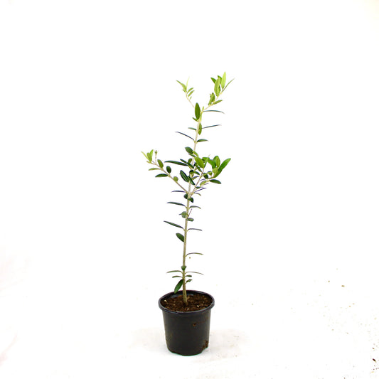 Olive Tree, Olea Europaea