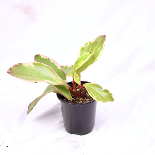 Peperomia Ginny, Peperomia obtusifolia ‘Ginny’