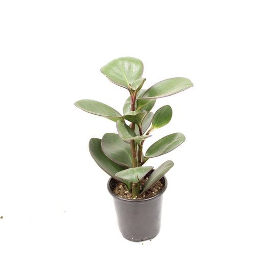 Peperomia Red Margin, Peperomia obtusifolia ‘Red Margin’