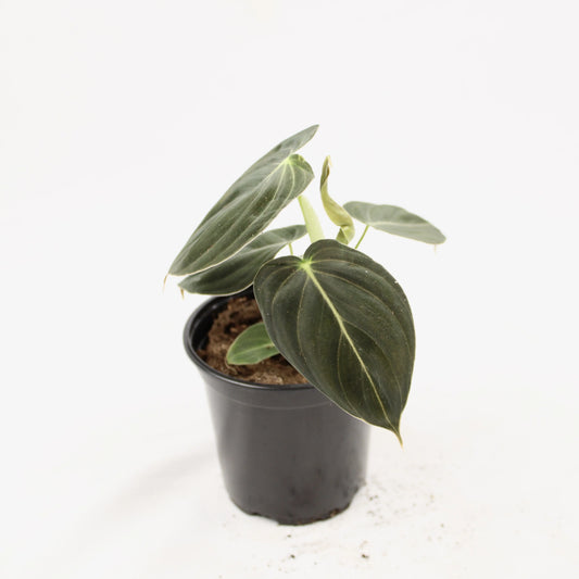 Philodendron Black & Gold Melanochrysum