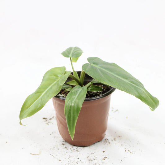 Philodendron Maximum