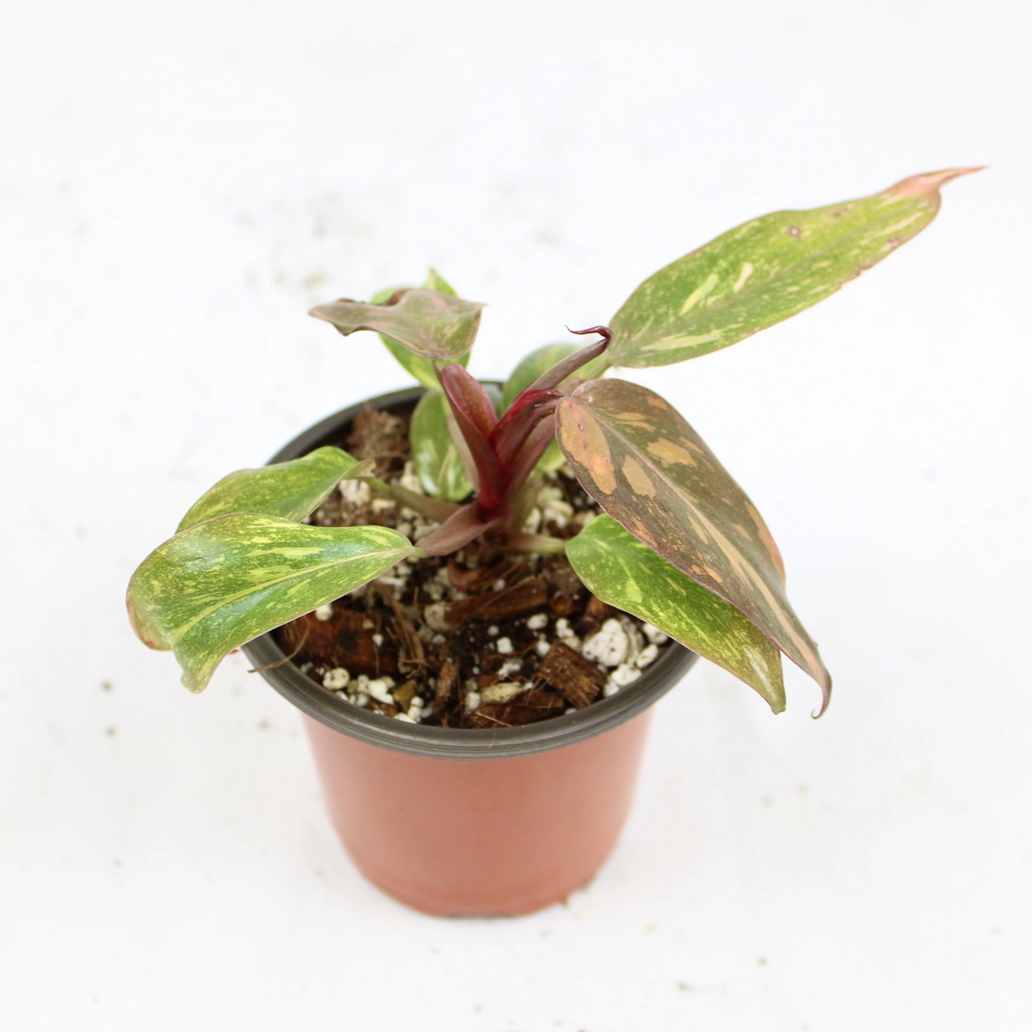 Philodendron Orange Princess (Philodendron erubescens ’Orange Princess’)