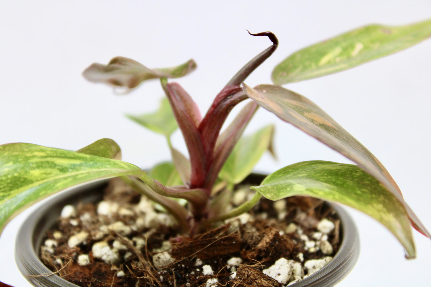 Philodendron Orange Princess (Philodendron erubescens ’Orange Princess’)