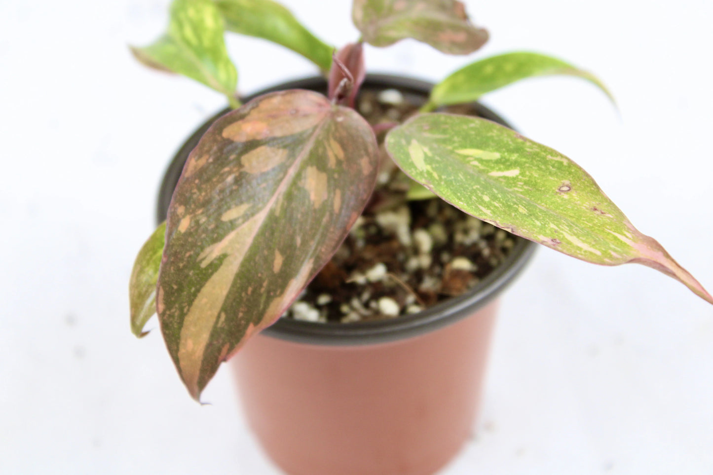 Philodendron Orange Princess (Philodendron erubescens ’Orange Princess’)