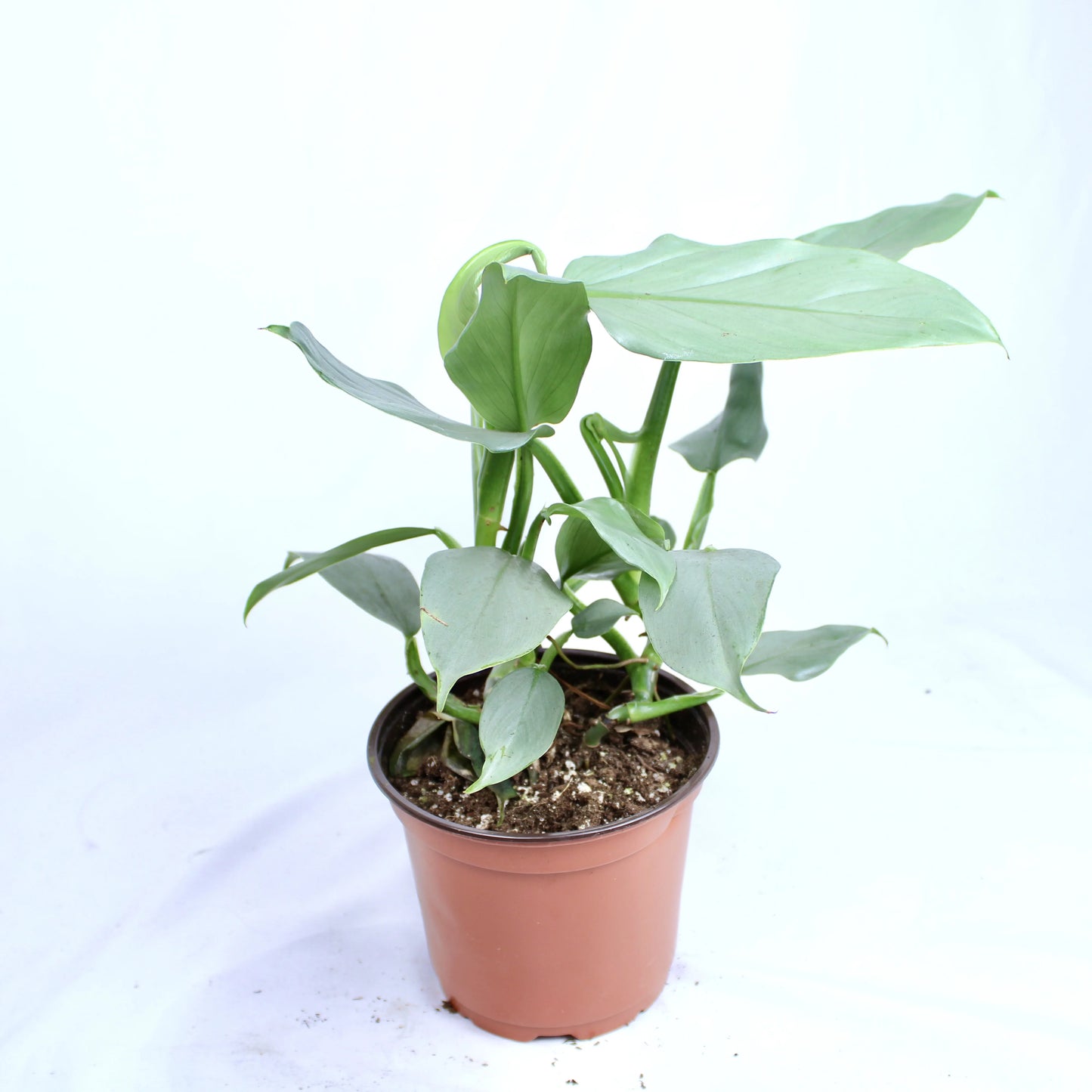 Philodendron Silver Sword, Philodendron Hastatum