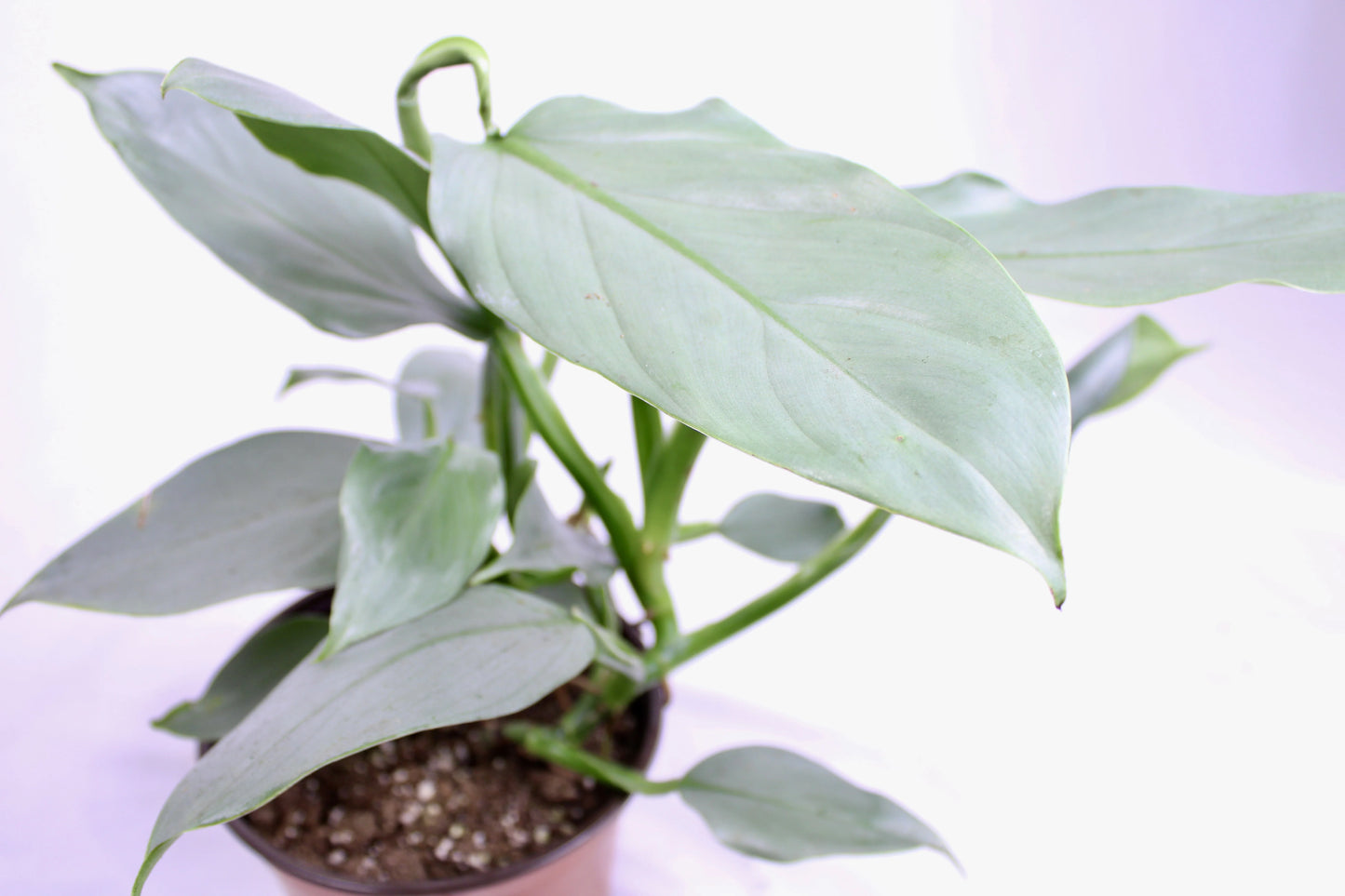 Philodendron Silver Sword, Philodendron Hastatum