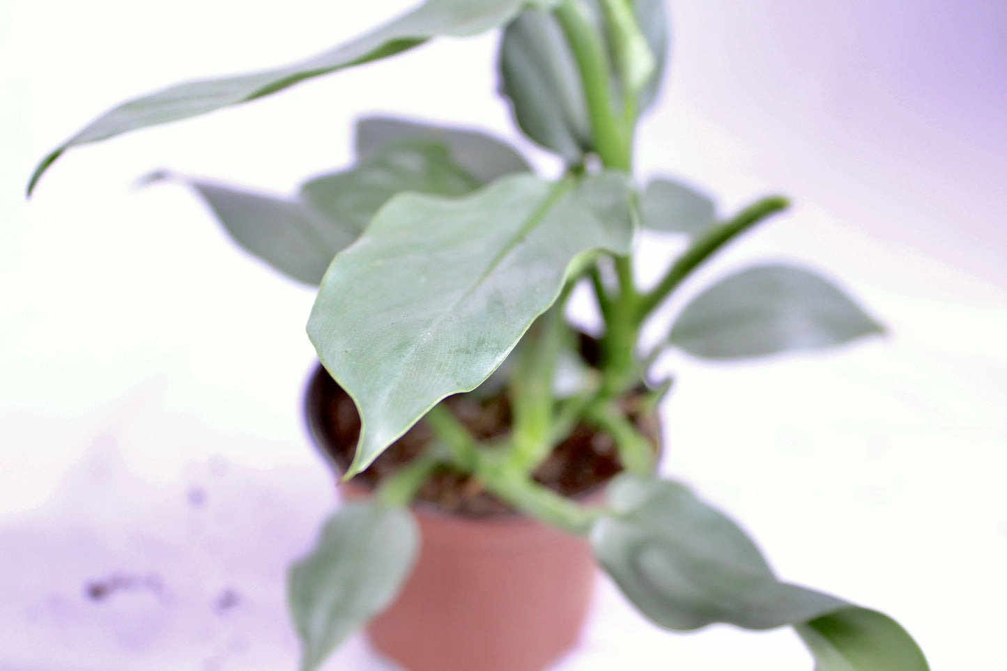 Philodendron Silver Sword, Philodendron Hastatum