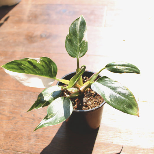Philodendron White Princess (Philodendron erubescens ‘White Princess’)