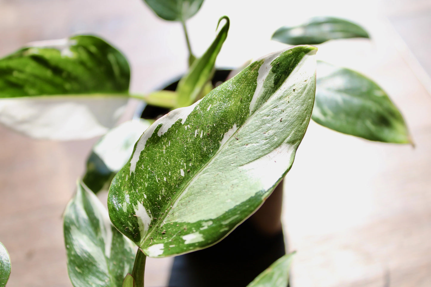 Philodendron White Princess (Philodendron erubescens ‘White Princess’)