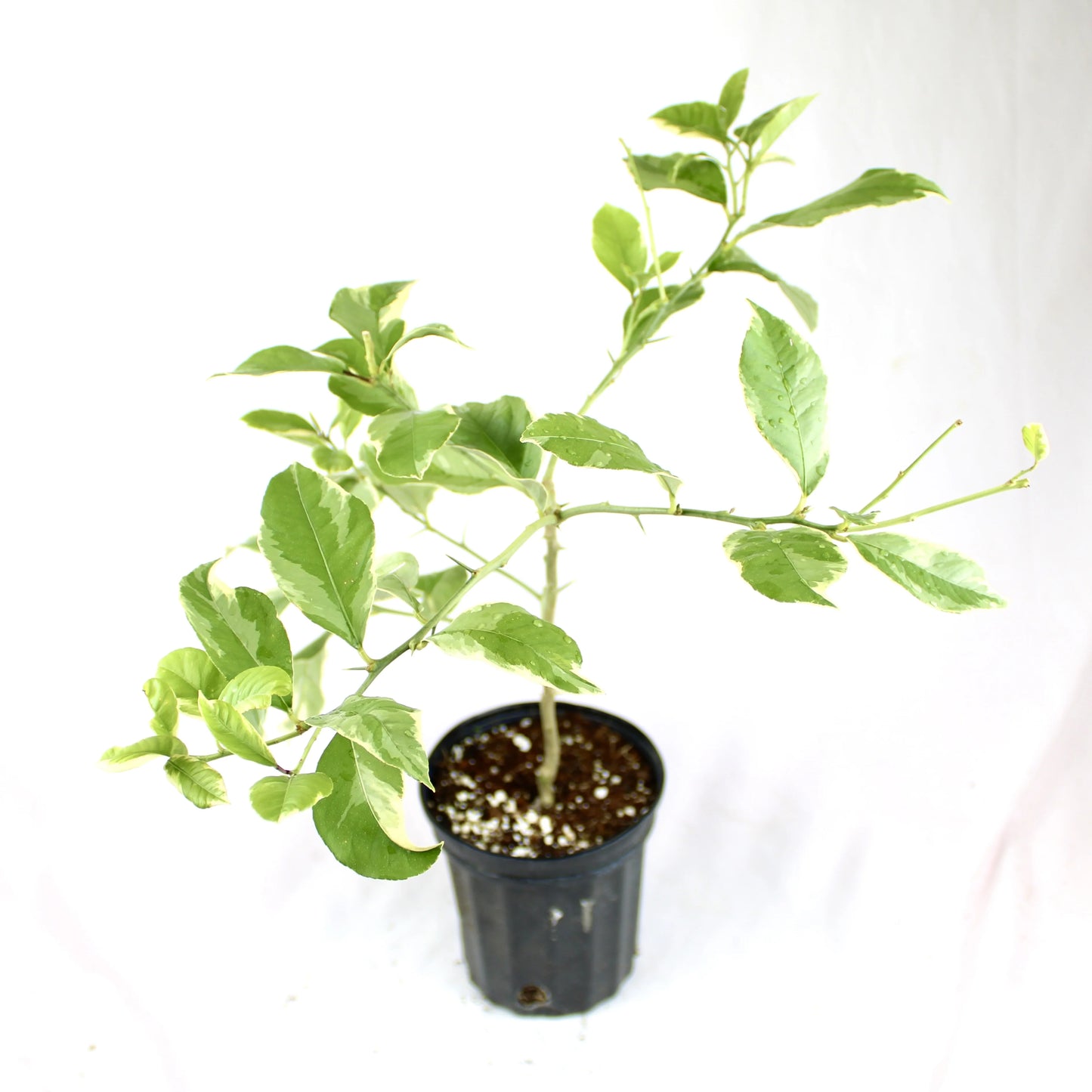 Pink Variegated Lemon Tree (Citrus Limon ‘Eureka’)