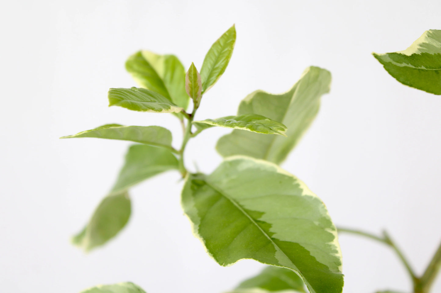 Pink Variegated Lemon Tree (Citrus Limon ‘Eureka’)