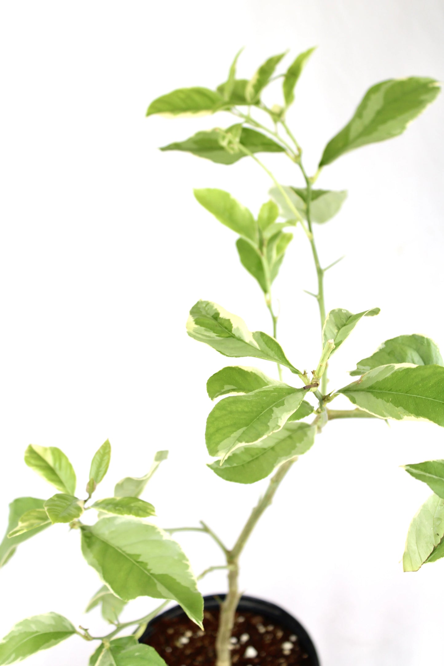 Pink Variegated Lemon Tree (Citrus Limon ‘Eureka’)