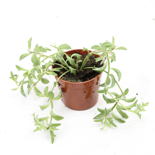 String of Dolphins (Curio peregrinus, syn. Senecio peregrinus/hippogriff)