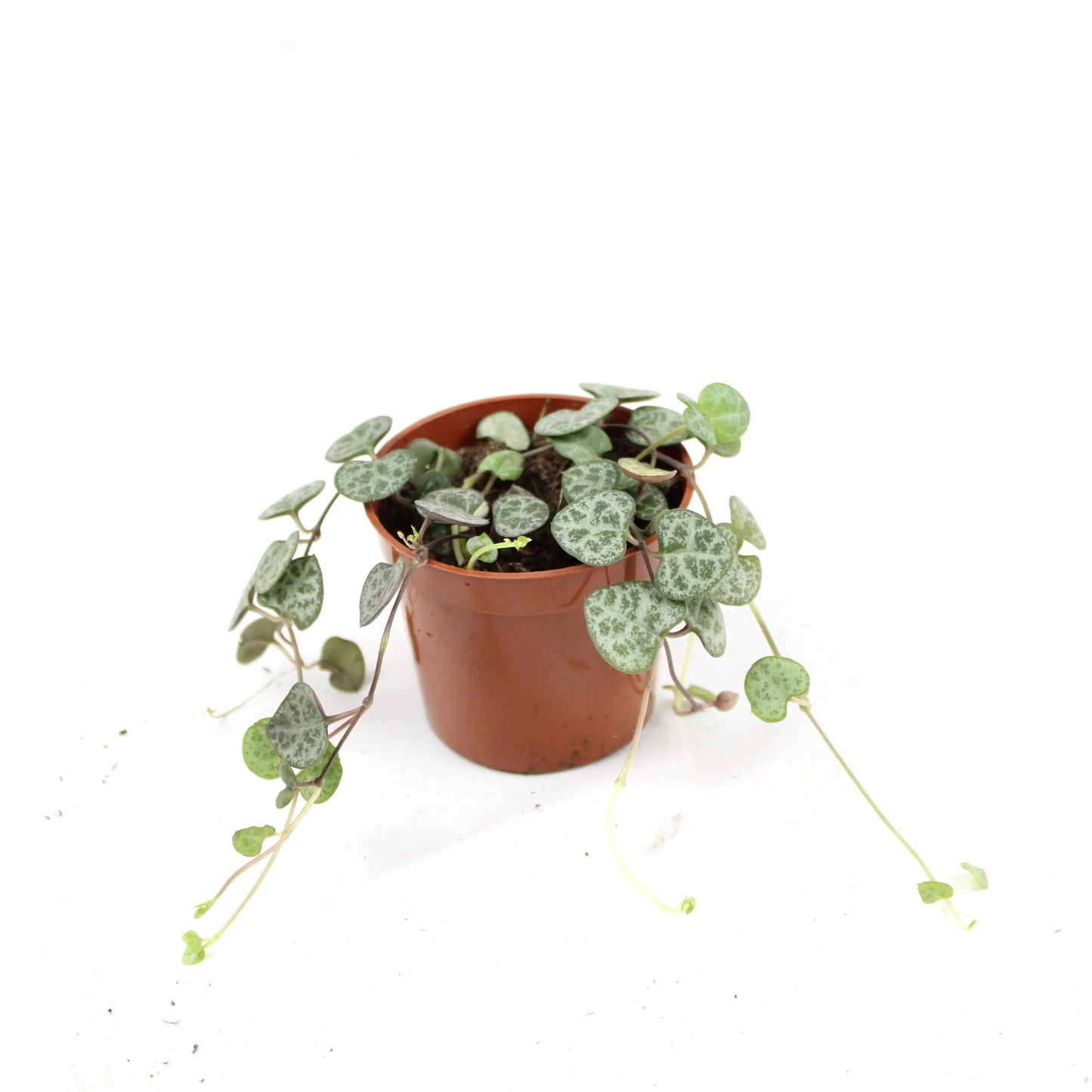 String of Hearts (Ceropegia Woodii)