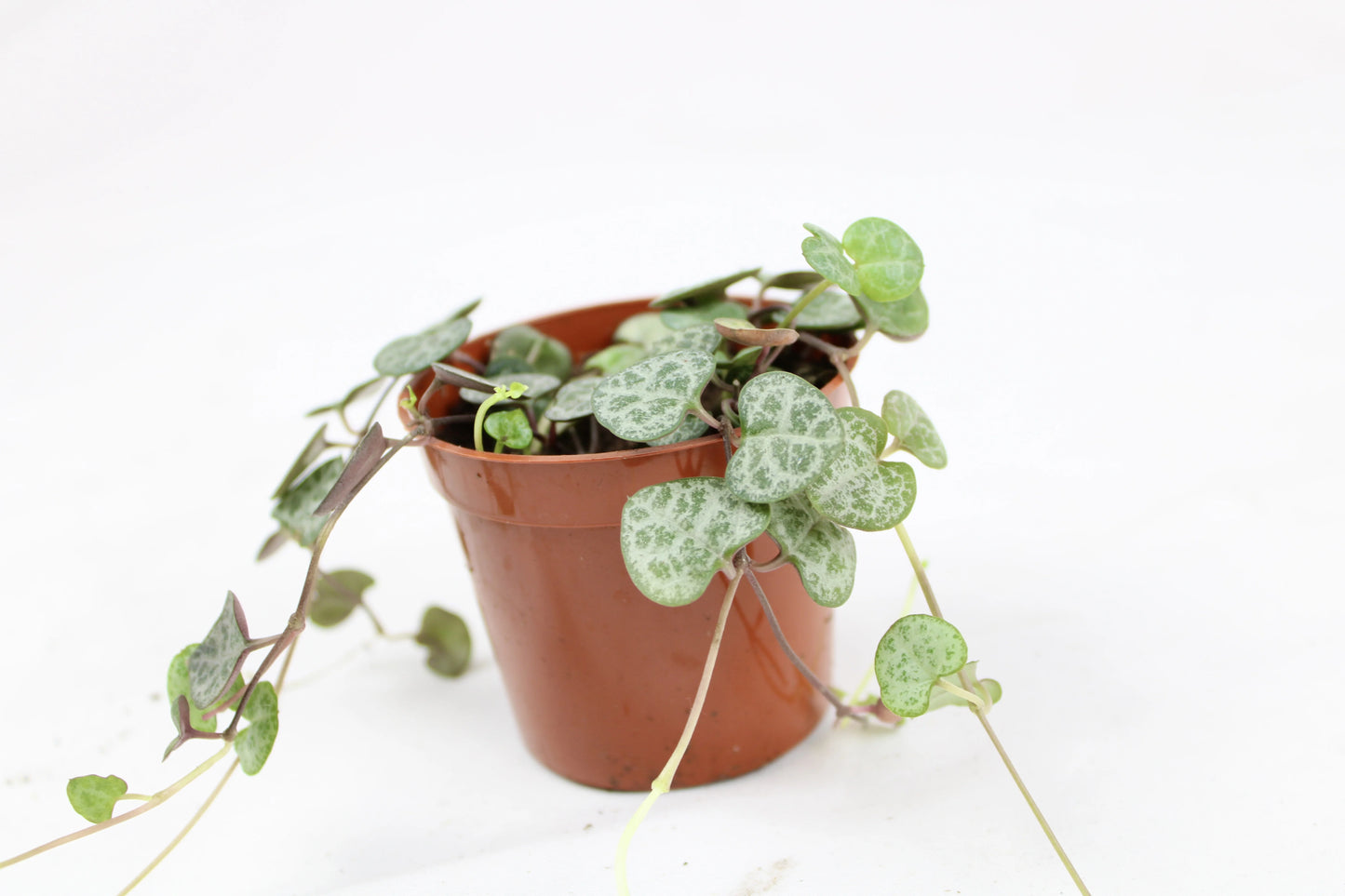 String of Hearts (Ceropegia Woodii)