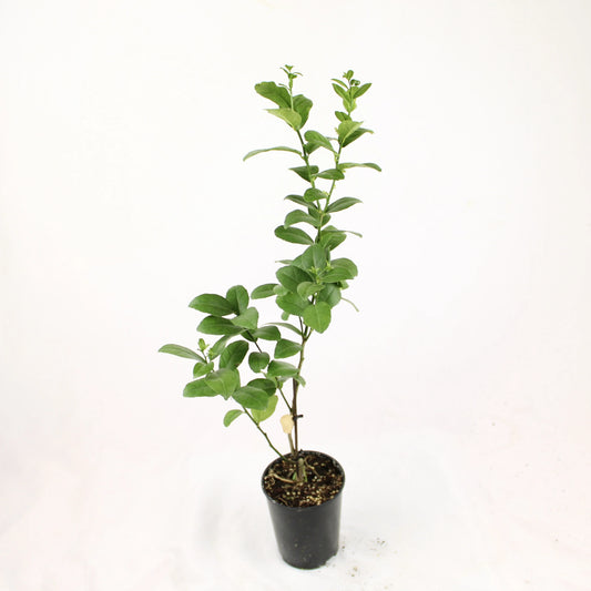 Thornless Key lime, Citrus Aurantifolia