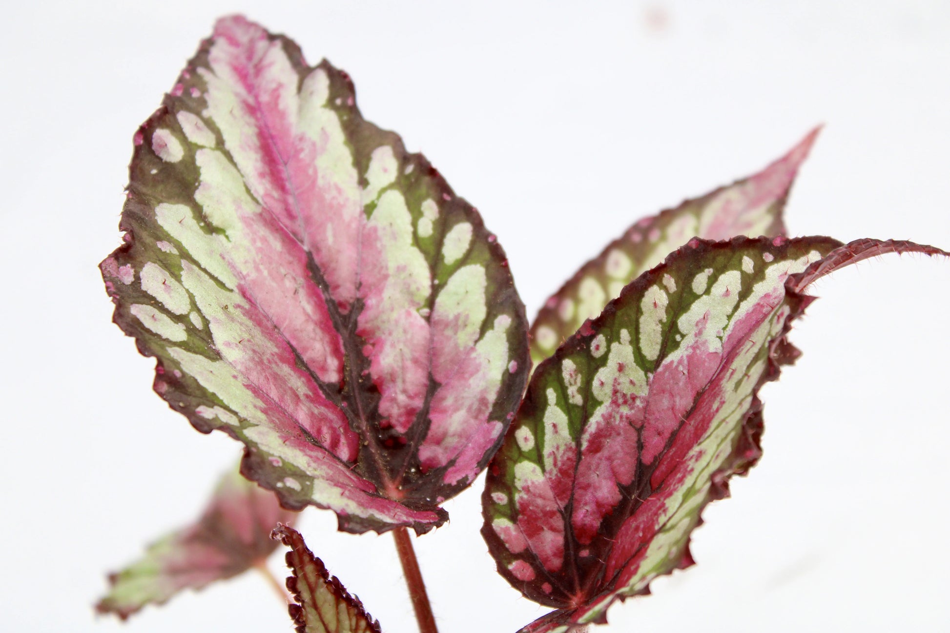 Close-up of Begonia Rex Salsa leaves showing bold colors and patterns.