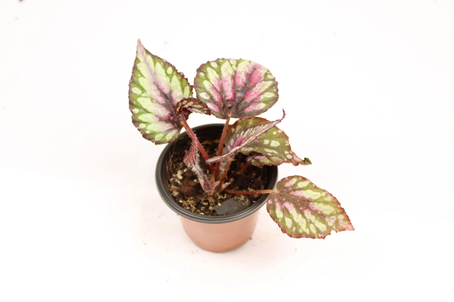 Top view of Begonia Rex Salsa showcasing its colorful broad leaves.