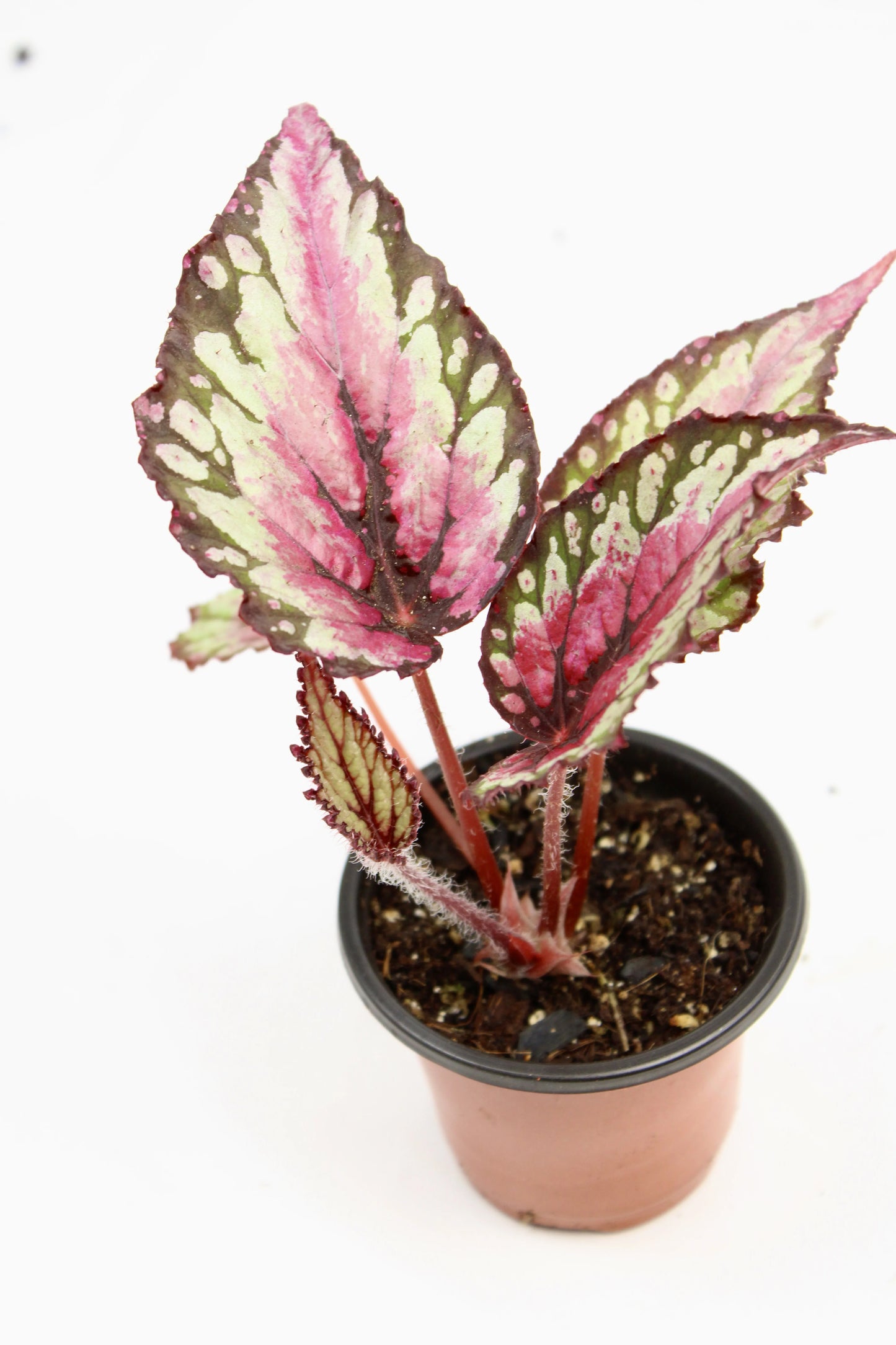 Healthy Begonia Rex Salsa thriving indoors with rich, dramatic foliage.