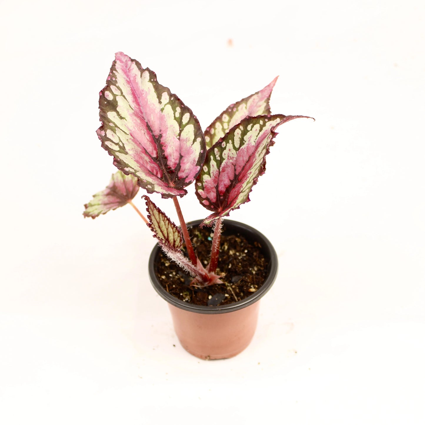 Begonia Rex Salsa plant with vibrant textured foliage in a decorative pot.