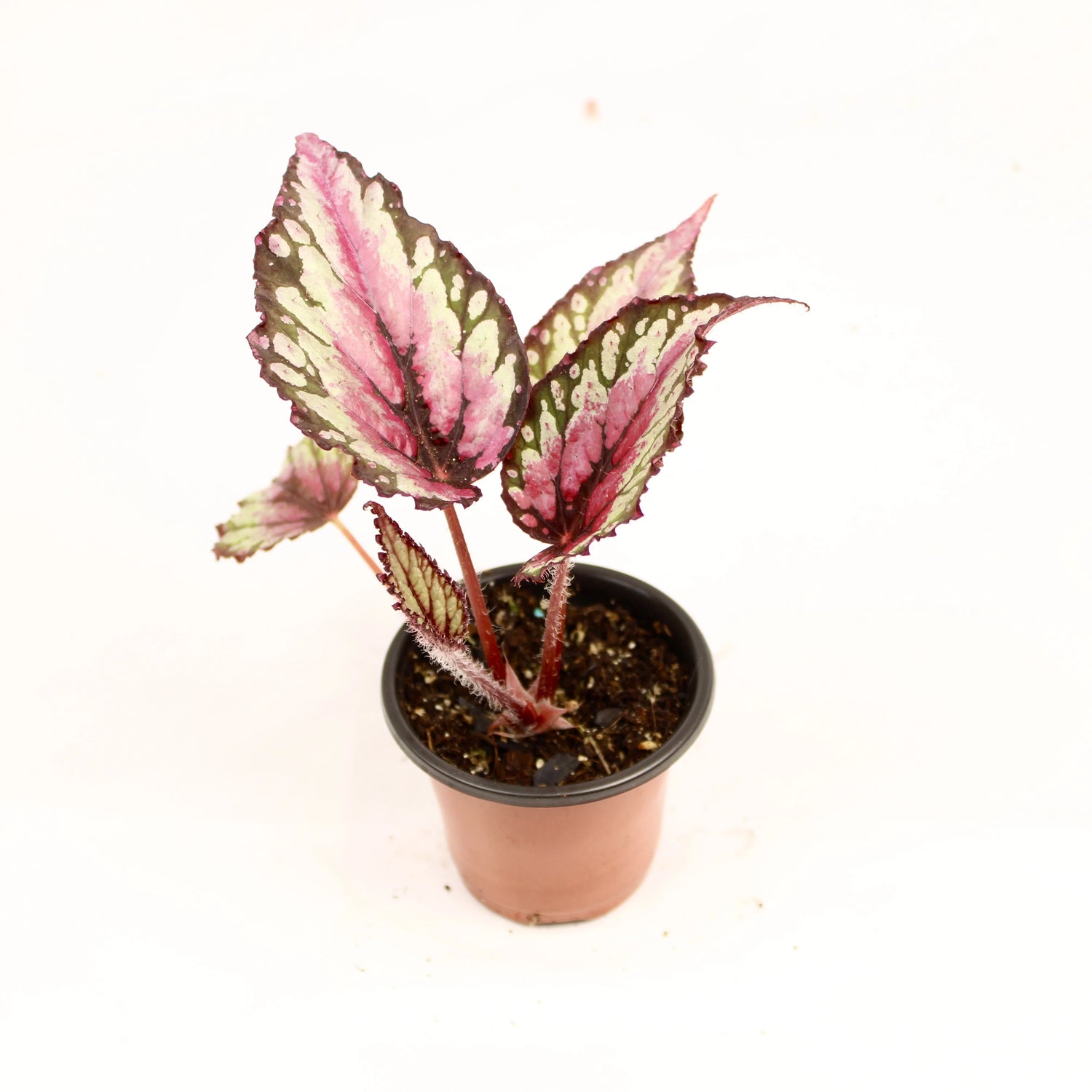 Begonia Rex Salsa plant with vibrant textured foliage in a decorative pot.