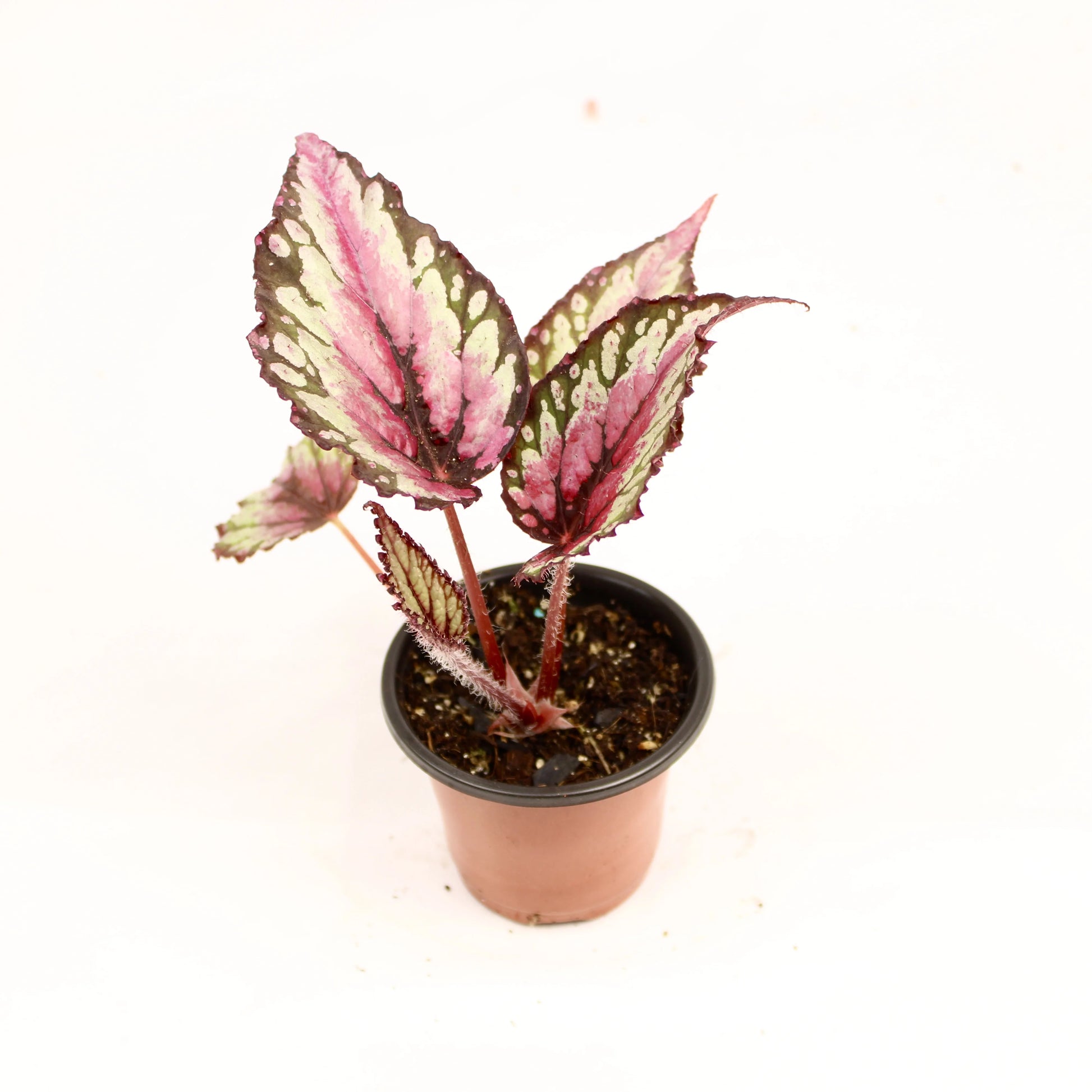 Begonia Rex Salsa plant with vibrant textured foliage in a decorative pot.
