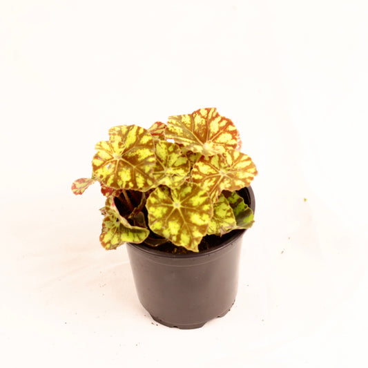 Compact Begonia Rex Zumba plant in a pot, displaying bold colour contrast and lively leaf arrangement perfect for indoor display.