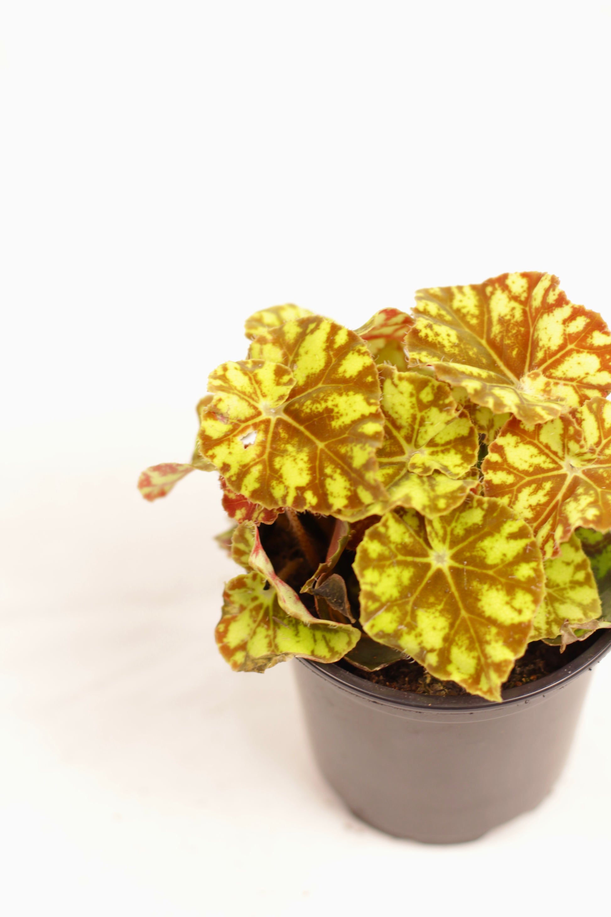 Close-up of Begonia Rex Zumba foliage, highlighting the vivid leaf veining and light-speckled textures under bright exposure.

