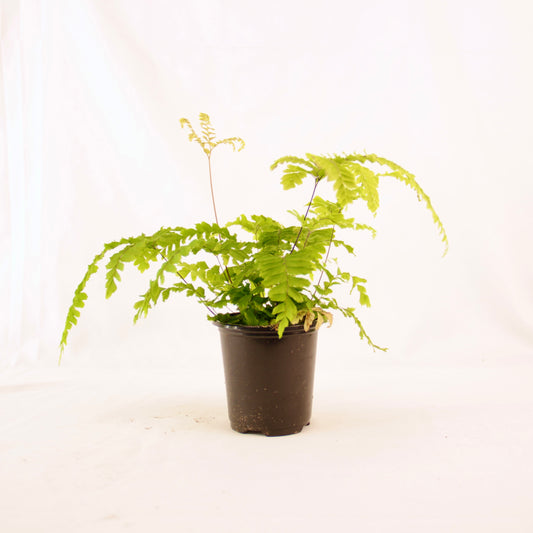 Full view of Rosy Maidenhair Fern with new light green fronds reaching upward